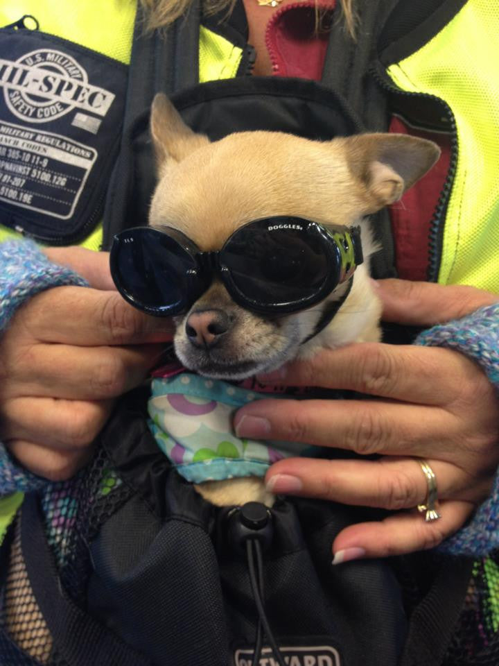 doggles dog goggles Doggles Dog Goggles – Alaska Leather