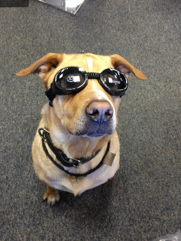 doggles dog goggles Doggles Dog Goggles – Alaska Leather