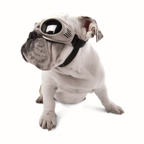 Doggles Dog Goggles